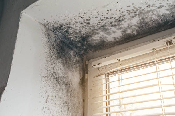 Affordable Commercial Mold Remediation solutions in Port Monmouth, NJ